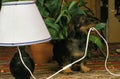 WIRE-HAIRED DACHSHUND CHEWING ELECTRIC CABLE