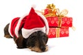 Wire haired dachshund with Christmas hat Royalty Free Stock Photo