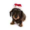 Wire haired dachshund with Christmas hat Royalty Free Stock Photo
