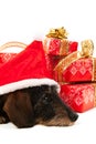 Wire haired dachshund with Christmas hat Royalty Free Stock Photo