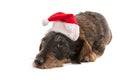 Wire haired dachshund with Christmas hat Royalty Free Stock Photo