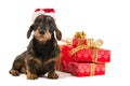 Wire haired dachshund with Christmas hat