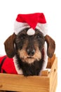 Wire haired dachshund with Christmas suit in wooden crate Royalty Free Stock Photo