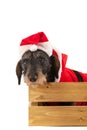 Wire haired dachshund with Christmas suit in wooden crate Royalty Free Stock Photo
