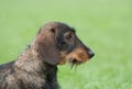 Wire-haired dachshund dog Royalty Free Stock Photo