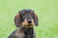 Wire-haired dachshund dog