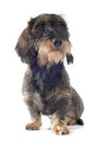 Wire-haired dachshund Royalty Free Stock Photo