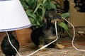 Wire-Haired Dachshund playing with Electric Wire Royalty Free Stock Photo