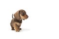 Wire-haired dachshund puppy Royalty Free Stock Photo
