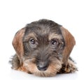 Wire-haired dachshund puppy face close up. isolated on white Royalty Free Stock Photo