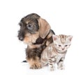 Wire-haired dachshund puppy hugging tiny kitten. isolated on whiite Royalty Free Stock Photo