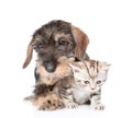 Wire-haired dachshund puppy hugging tiny kitten. isolated on white Royalty Free Stock Photo