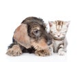 wire-haired dachshund puppy and sleepy kitten together. isolated Royalty Free Stock Photo