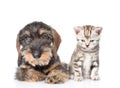 Wire-haired dachshund puppy and tiny kitten sitting in front view. isolated on white Royalty Free Stock Photo