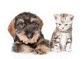 Wire-haired dachshund puppy and tiny kitten sitting in front view. isolated on white background Royalty Free Stock Photo