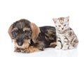 Wire-haired dachshund puppy and tiny kitten sitting in front view. isolated on white background Royalty Free Stock Photo
