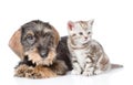 Wire-haired dachshund puppy and tiny kitten sitting in front view. isolated on white background Royalty Free Stock Photo
