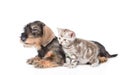 Wire-haired dachshund puppy and tiny kitten together in side view. isolated Royalty Free Stock Photo