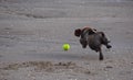 Wire haired Dachshund runnig free on the beach. Royalty Free Stock Photo