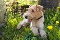 Wire haired fox terrier lying on green grass and relaxing after Royalty Free Stock Photo