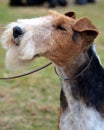 Wire Haired Fox Terrier portrait