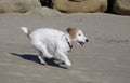 Wire-haired jack russell terrier