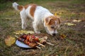 Wire-haired Jack Russell Terrier puppy looking for a barbecue in the grass Royalty Free Stock Photo