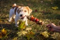 Wire-haired Jack Russell Terrier puppy pulls a barbecue stick Royalty Free Stock Photo