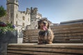 Wire haired long haired Dachshund sitting on a publc bench near a castle Royalty Free Stock Photo