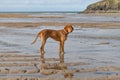 Wire haired Vizsla puppy on the beach Royalty Free Stock Photo