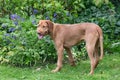 Wire haired Vizsla puppy in front of bluebells