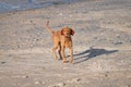 Wire haired Vizsla running on the beach Royalty Free Stock Photo