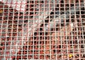 wire mesh in the construction site