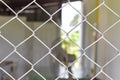 wire mesh fencing around with blurred background Royalty Free Stock Photo