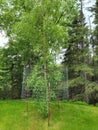 Wire mesh to protect tree from moose Royalty Free Stock Photo