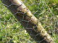 Wire mesh and tree