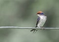 Wire Tail Swallow front look