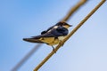 Wire tailed swallow