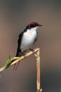 Wire-tailed Swallow