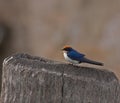 Wire-tailed Swallow in The Gambia
