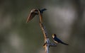 Wire-tailed swallow Hirundo smithii Royalty Free Stock Photo