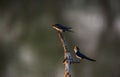 Wire-tailed swallow Hirundo smithii Royalty Free Stock Photo