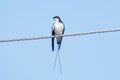 Wire-tailed swallow Hirundo smithii Royalty Free Stock Photo
