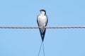 Wire-tailed swallow Hirundo smithii Royalty Free Stock Photo