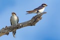 Wire-tailed swallow, Hirundo smithii, two bird sitting on the tree branch. Nature habitat, blue sky. Birds from Botswana, Africa. Royalty Free Stock Photo