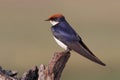 Wire-tailed Swallow sitting on log