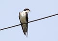 Wire tailed swallow