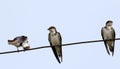 Wire tailed swallows