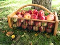 Wire and Wood Basket with Freshly Picked Apples Near Tree Trunk