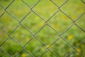 Wired fence close up shot, green grass with yellow dandelion flowers Royalty Free Stock Photo